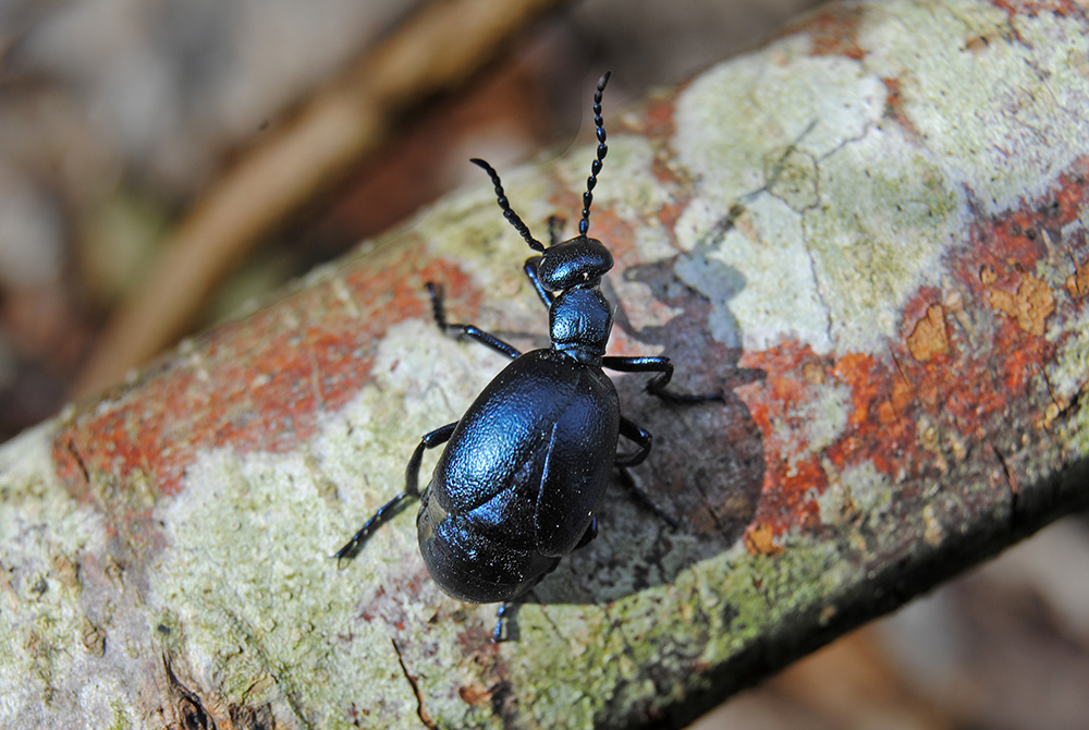 Meloe cfr proscarabaeus